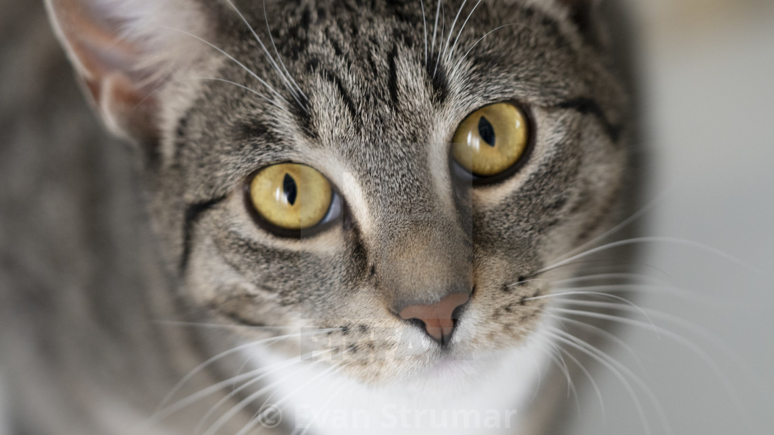 "Gorgeous Tabby Cat Portrait" stock image