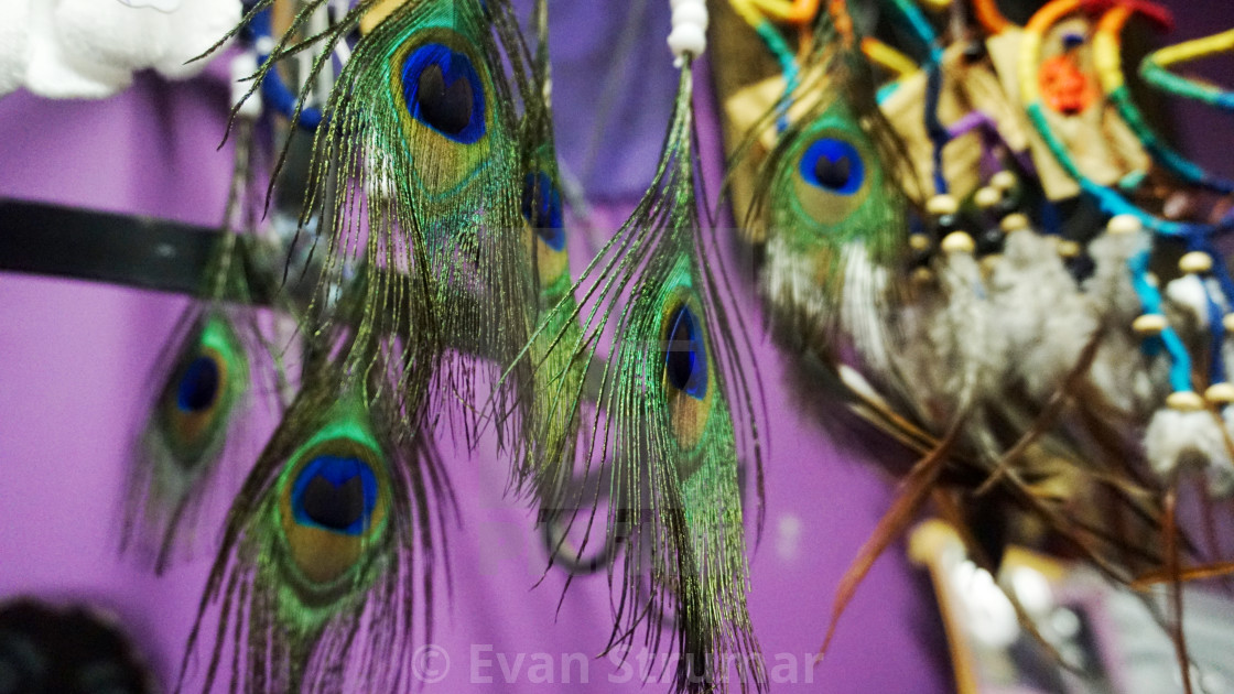 "Peacock Feathers" stock image