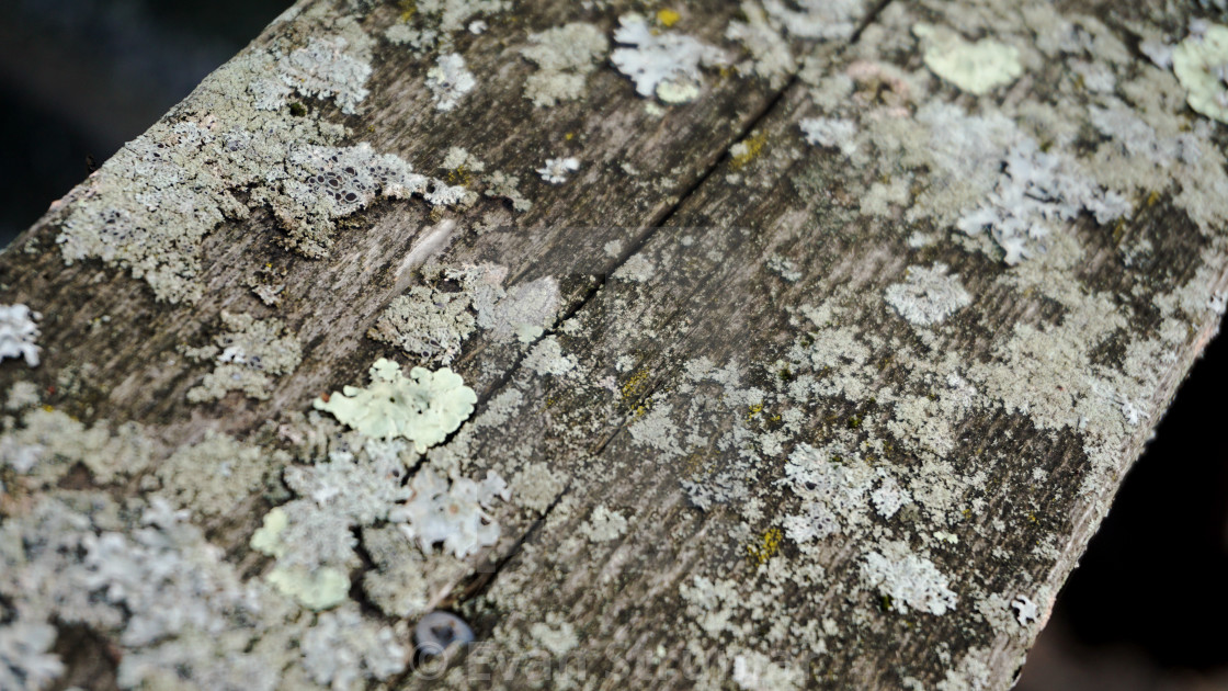 "Moss on a Wood Railing" stock image