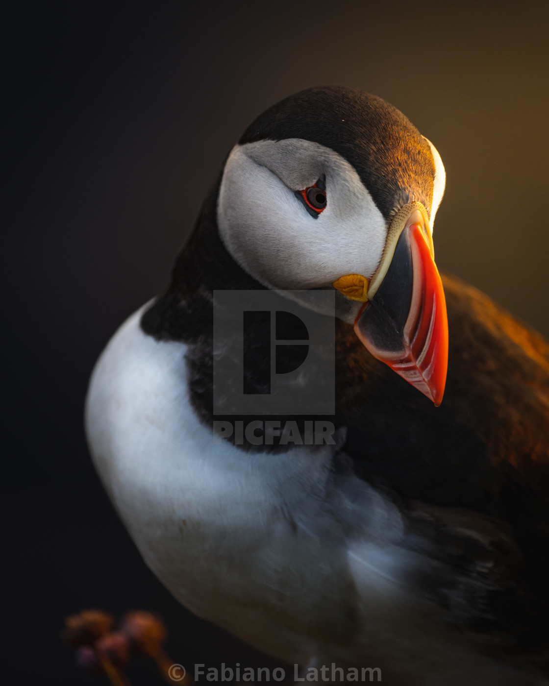 "Puffin Portrait" stock image