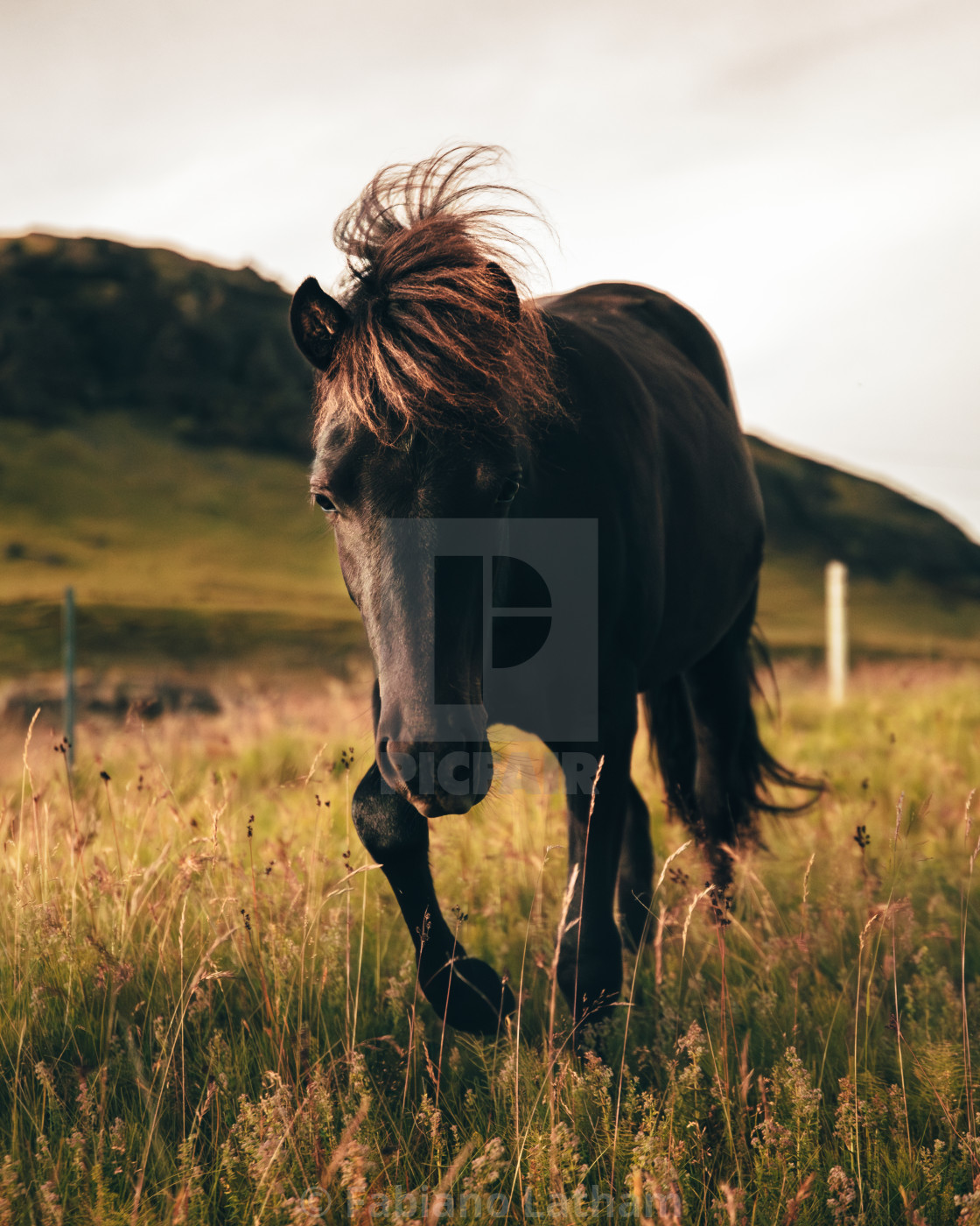 "Icelandic horse" stock image