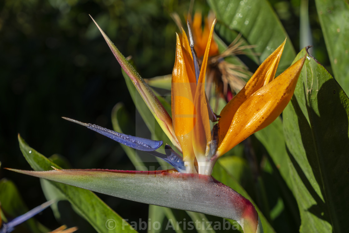 Flor del ave del paraíso - License, download or print for £ | Photos |  Picfair