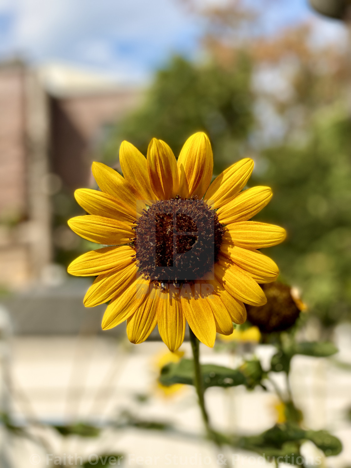 "Sunflower" by Faith Over Fear Studio & Productions - $30.88 "Sunflower" stock image