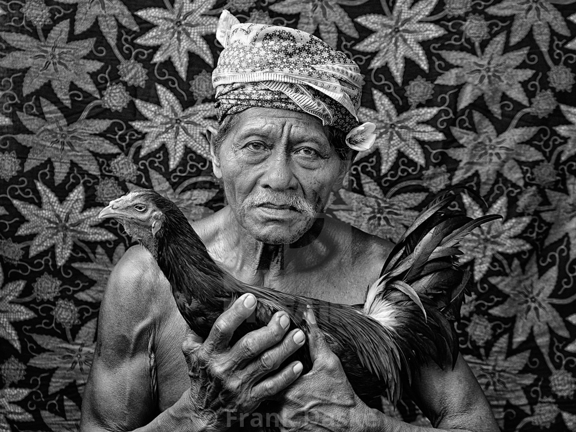 "Man with Rooster" by Frank Daske - $29.99 "Man with Rooster" stock image