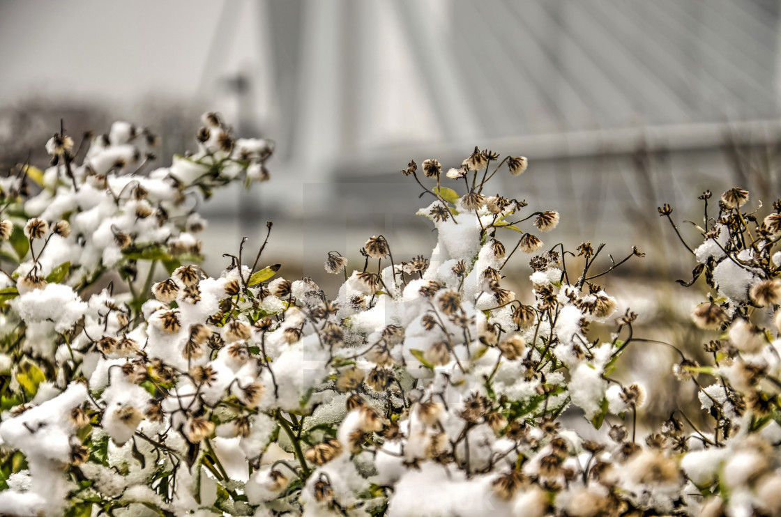 "Winter at Leuvehoofd park" by Frans Blok - $15.41 "Winter at Leuvehoofd park" stock image