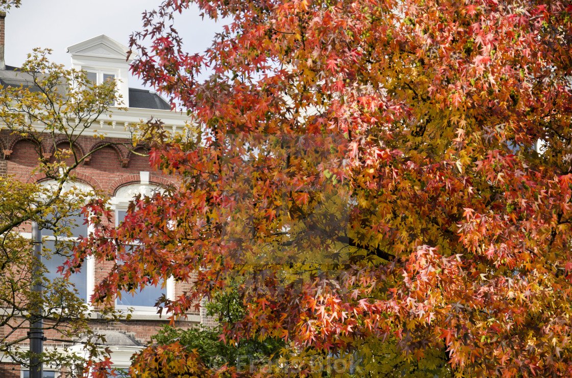 "Red sweetgum, traditional facade" by Frans Blok - $15.41 "Red sweetgum, traditional facade" stock image