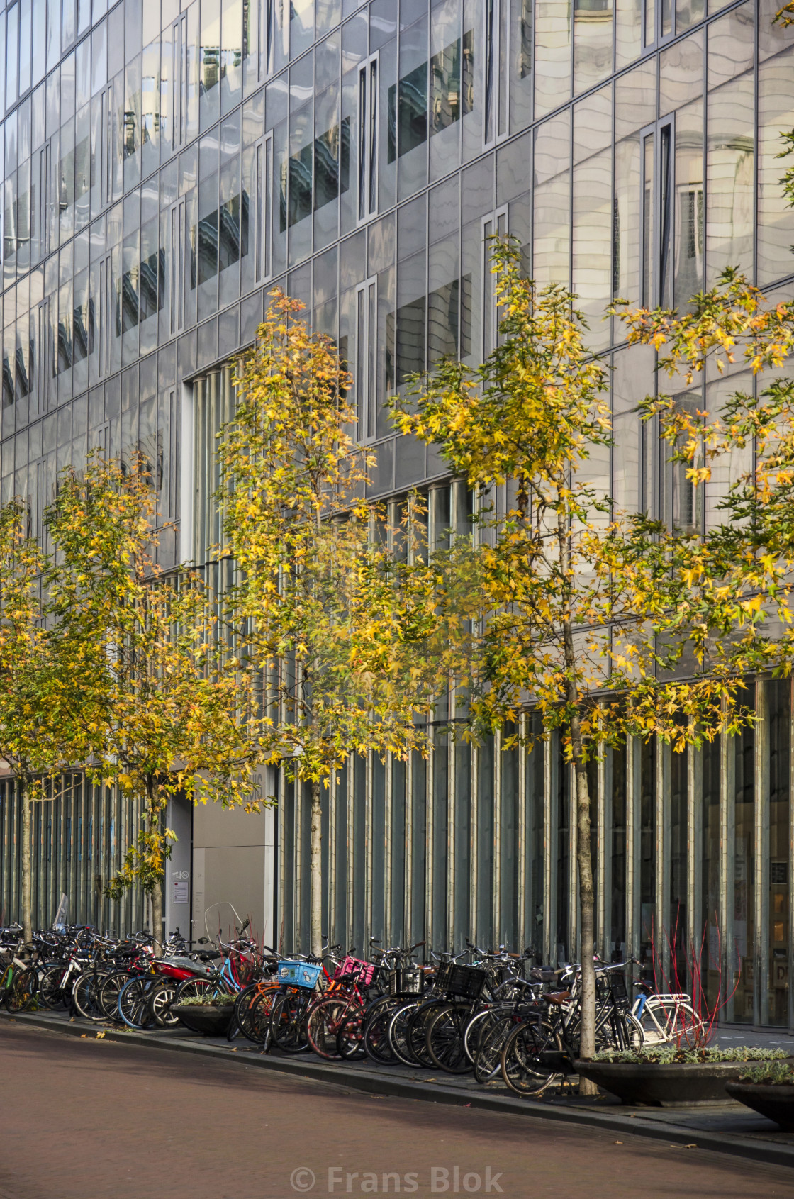 "Sweetgum trees in autumn" by Frans Blok - $15.41 "Sweetgum trees in autumn" stock image
