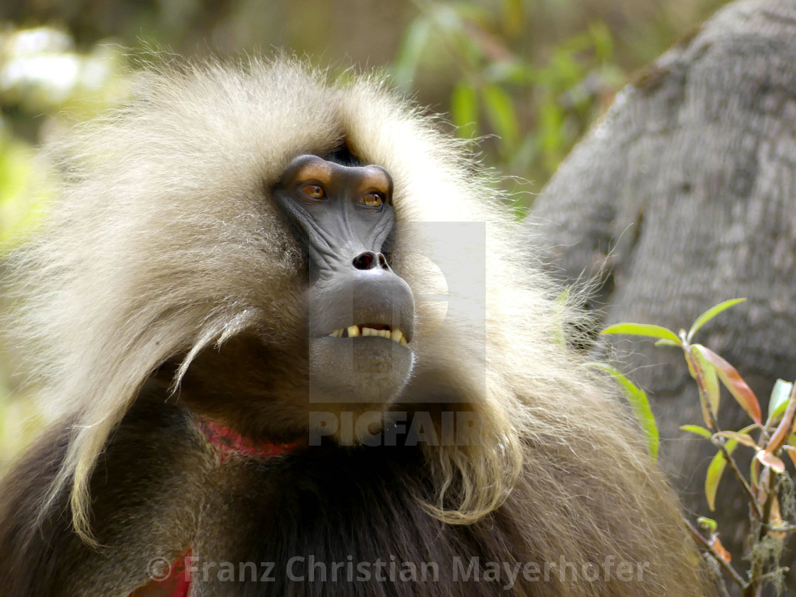 "Gelada Baboon" by Franz Christian Mayerhofer - $34.00 "Gelada Baboon" stock image
