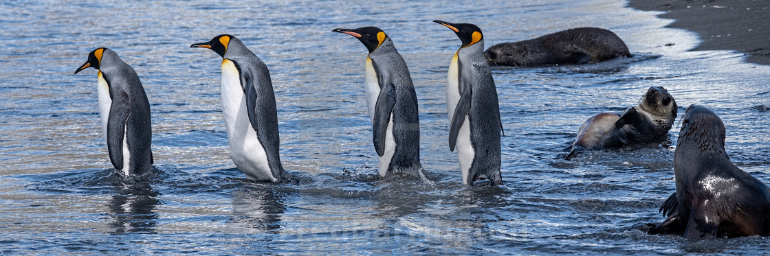 "King penguins entering the sea" stock image