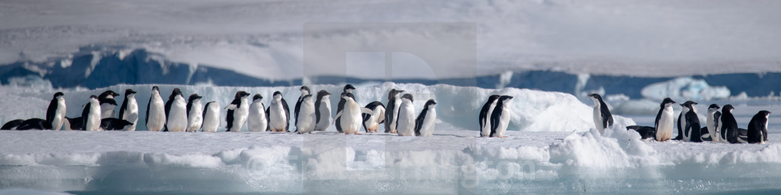 "Adelie penguins lined up on a growler" stock image