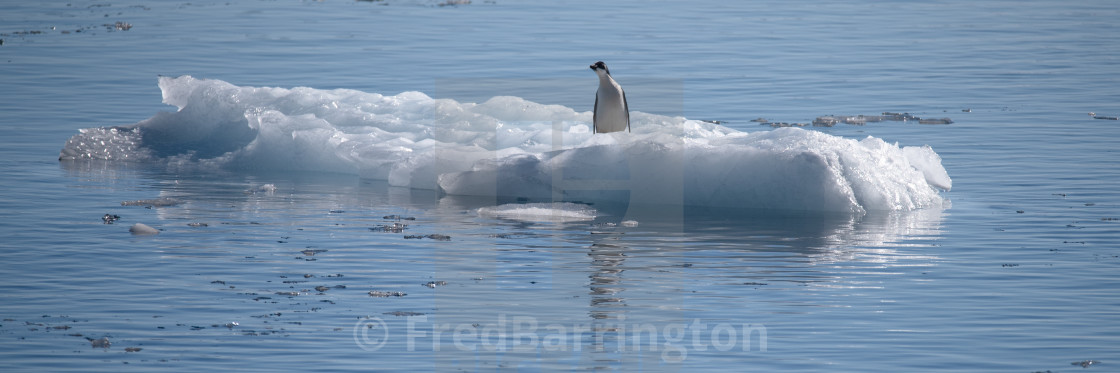 "Adelie penguin on growler" stock image