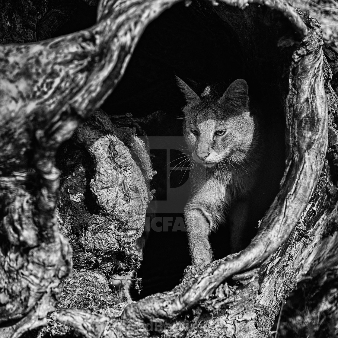 "Jungle Cat" stock image