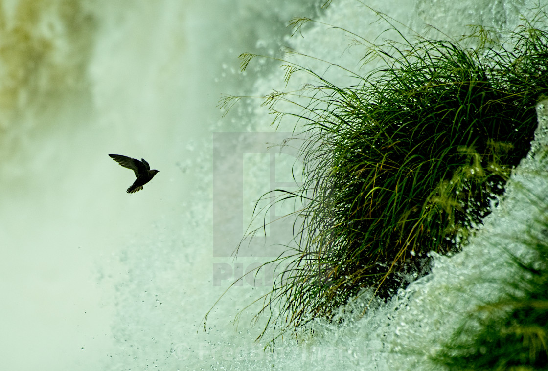 "Water Power - Iguazu Falls" stock image