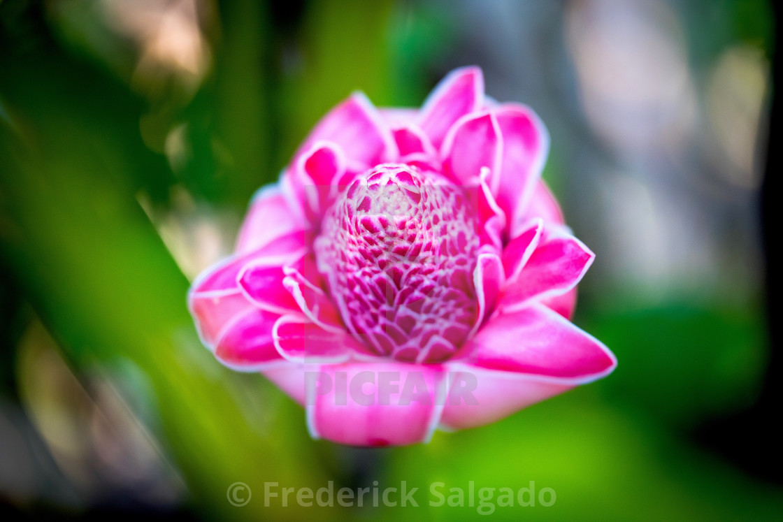 Flowers License Download Or Print For 10 00 Photos Picfair Enter your dates and choose from 723 hotels and other places to stay. picfair