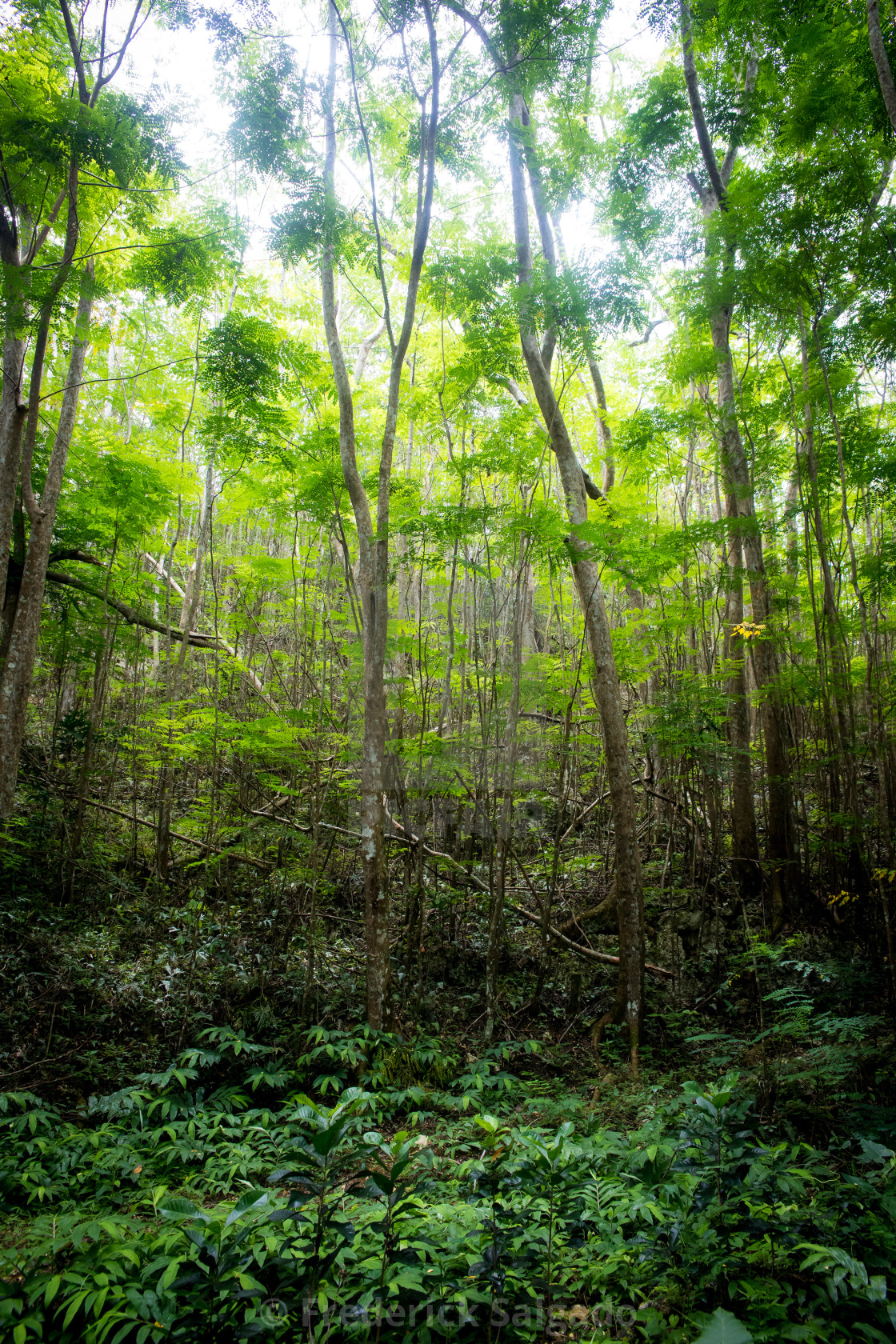 "The Forest" stock image