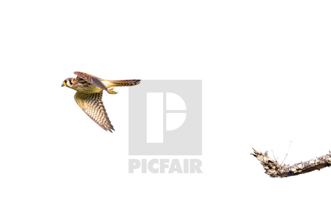 "American Kestrel" stock image