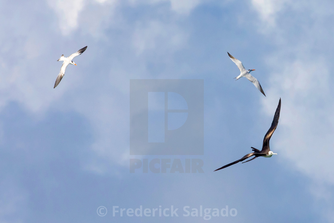 "Birds" stock image