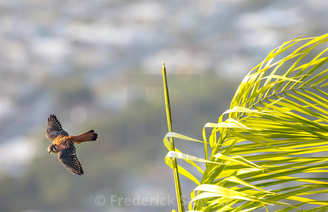 "American Kestrel" stock image