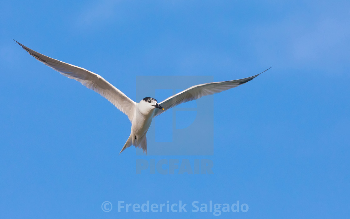 "Sandwich Tern" stock image