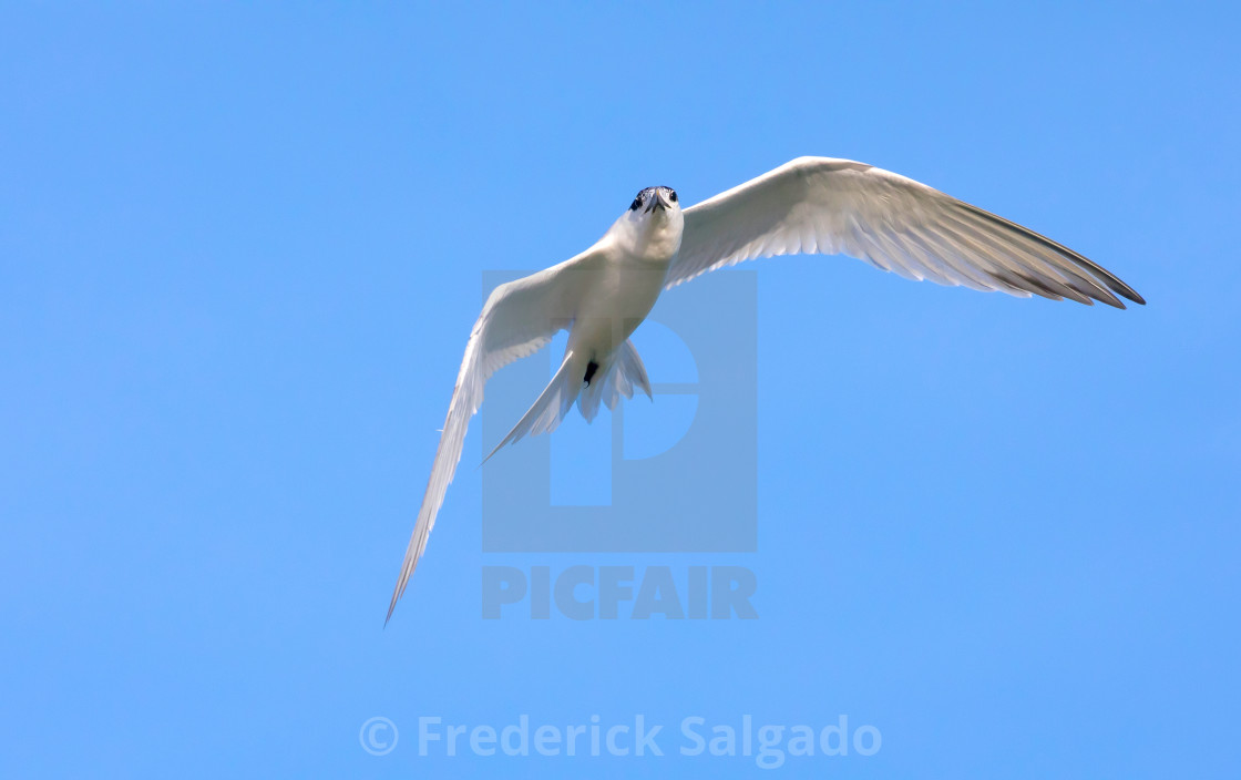 "Sandwich Tern" stock image