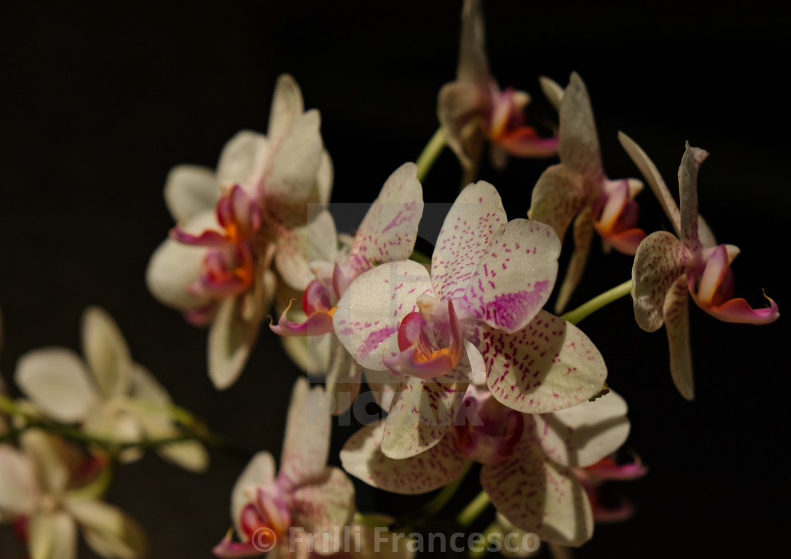 "Orchids" stock image