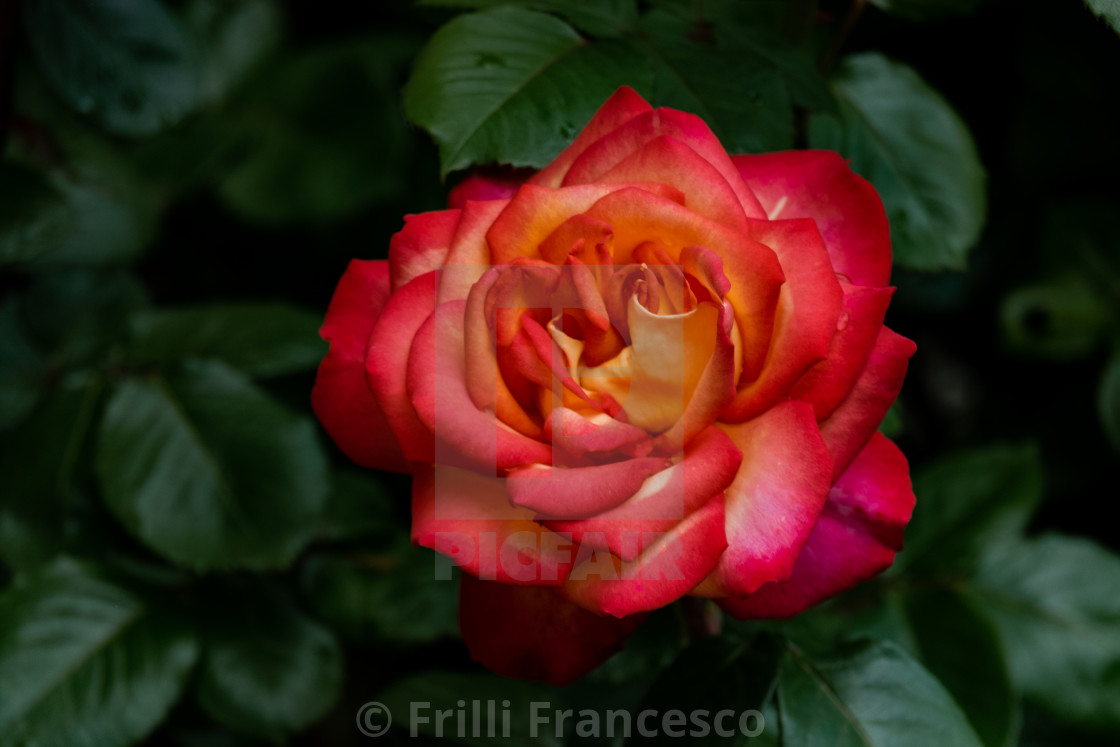 "Rose" stock image