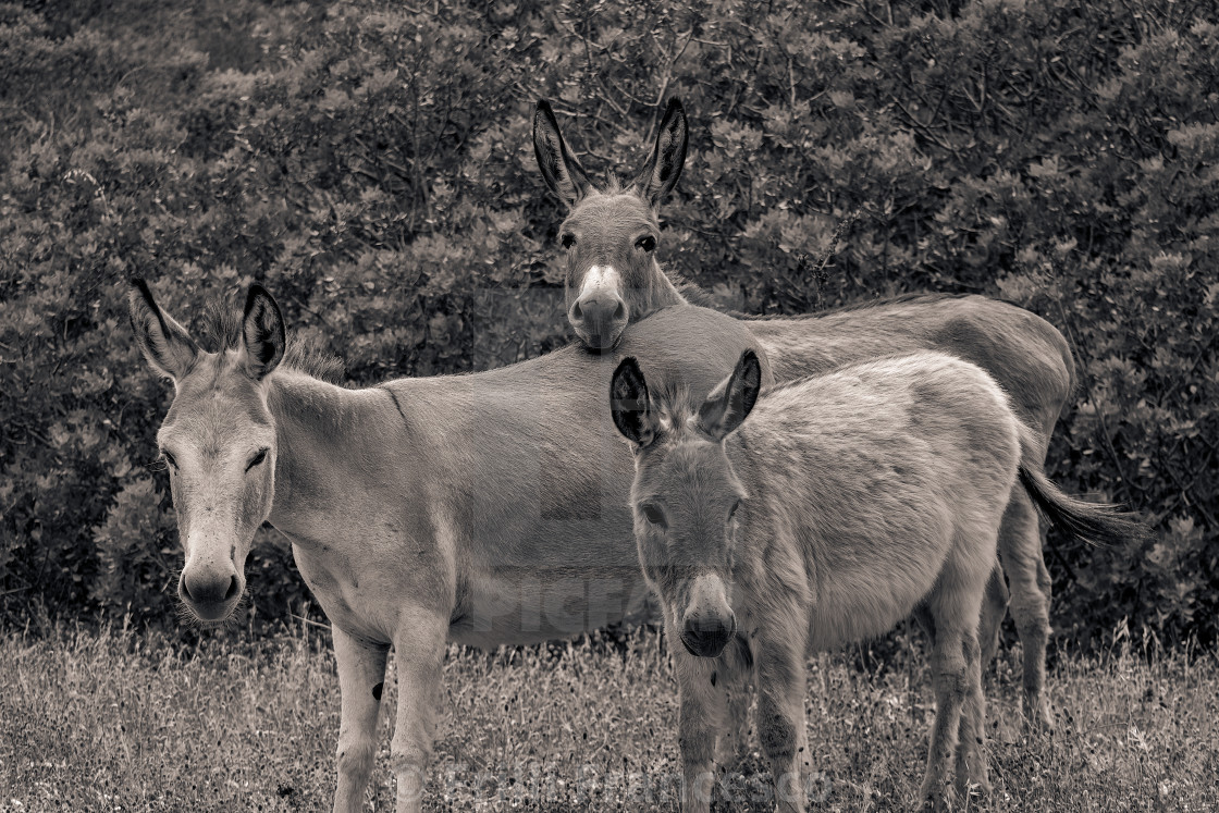 "Donkeys b&w" stock image