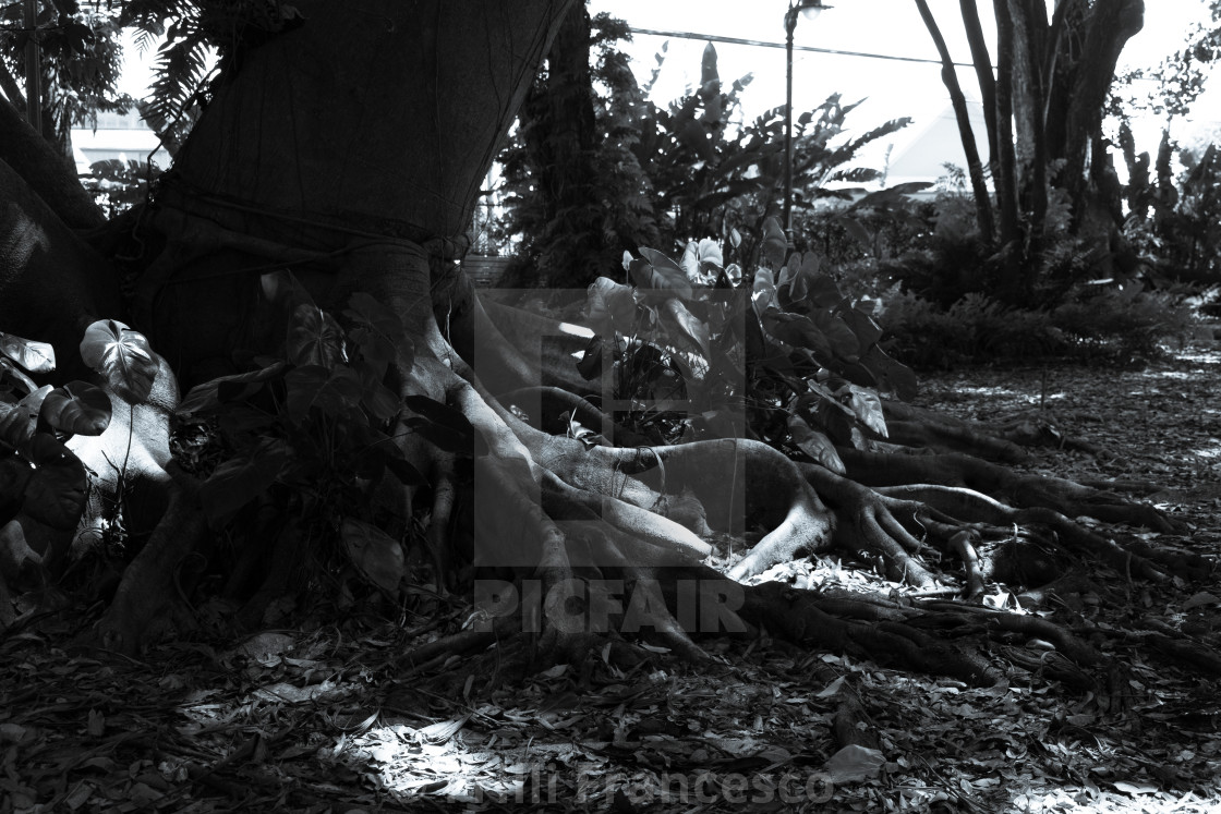 "Hawaiian Ficus b&w" stock image