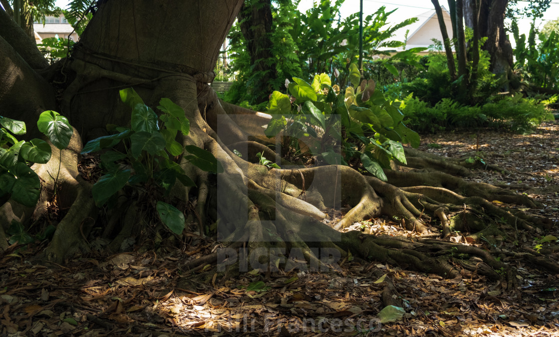 "Hawaiian Ficus" stock image