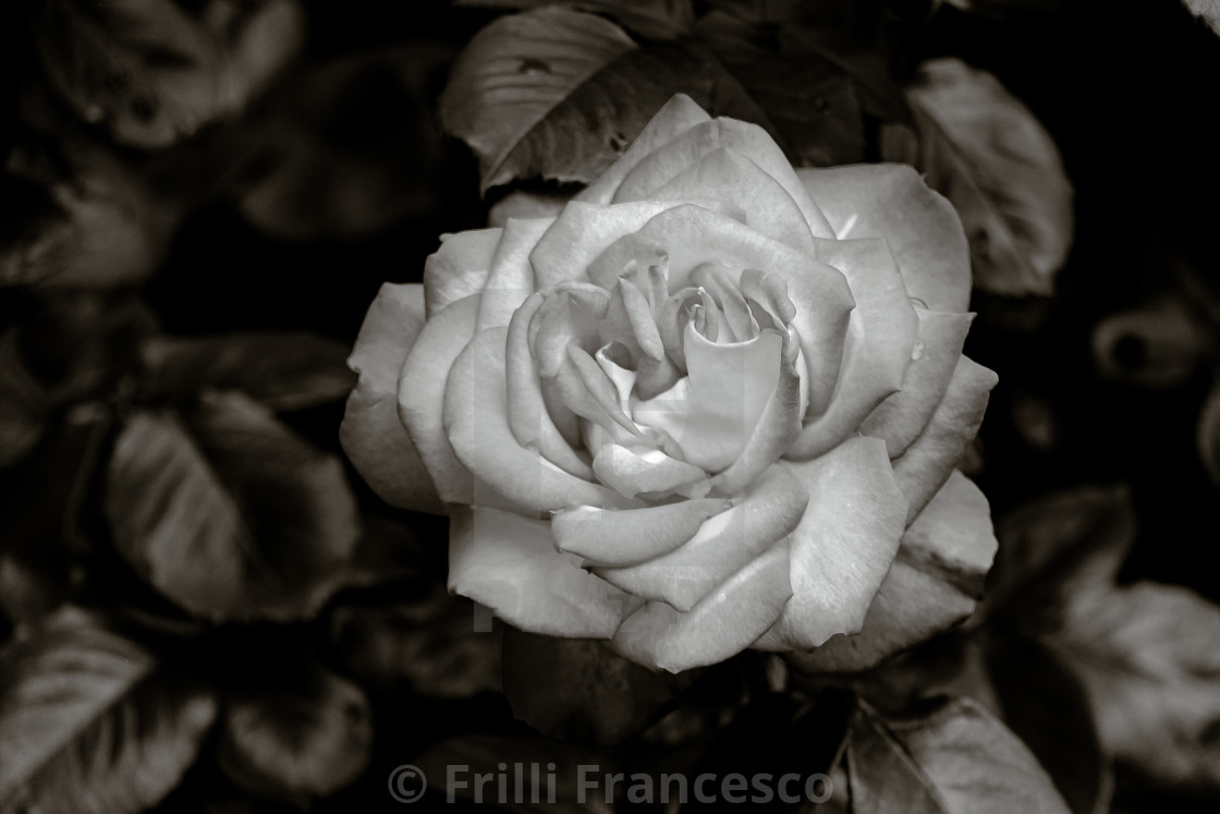 "Rose b&w" stock image