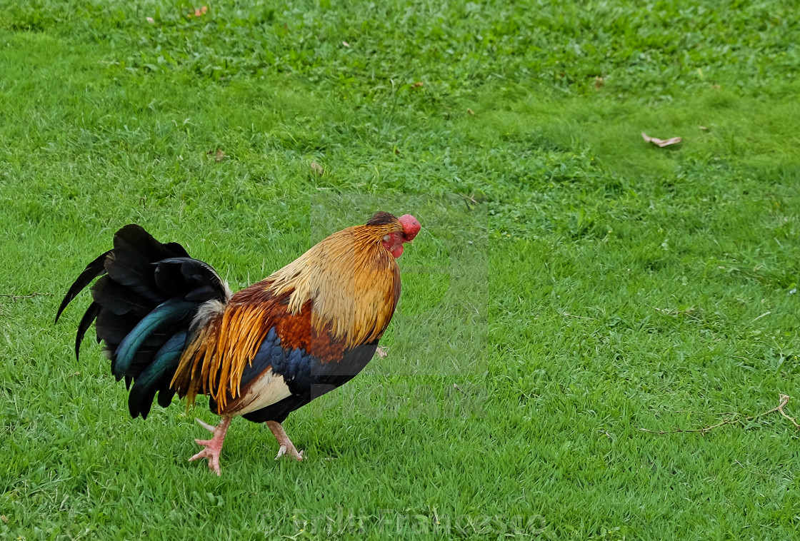 "The Rooster" stock image