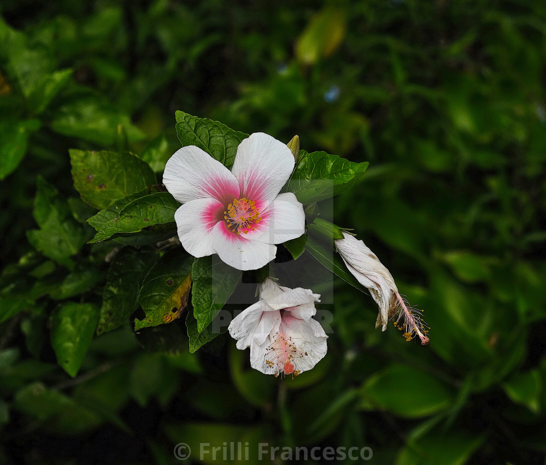 "Hawaiian flower II" stock image