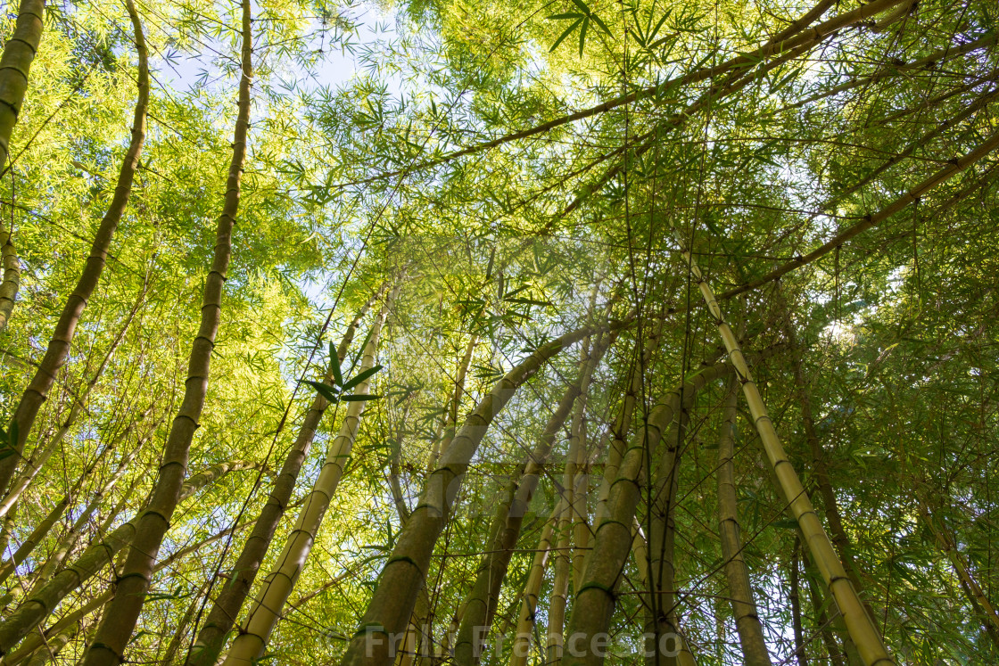 "Bamboo forest" stock image