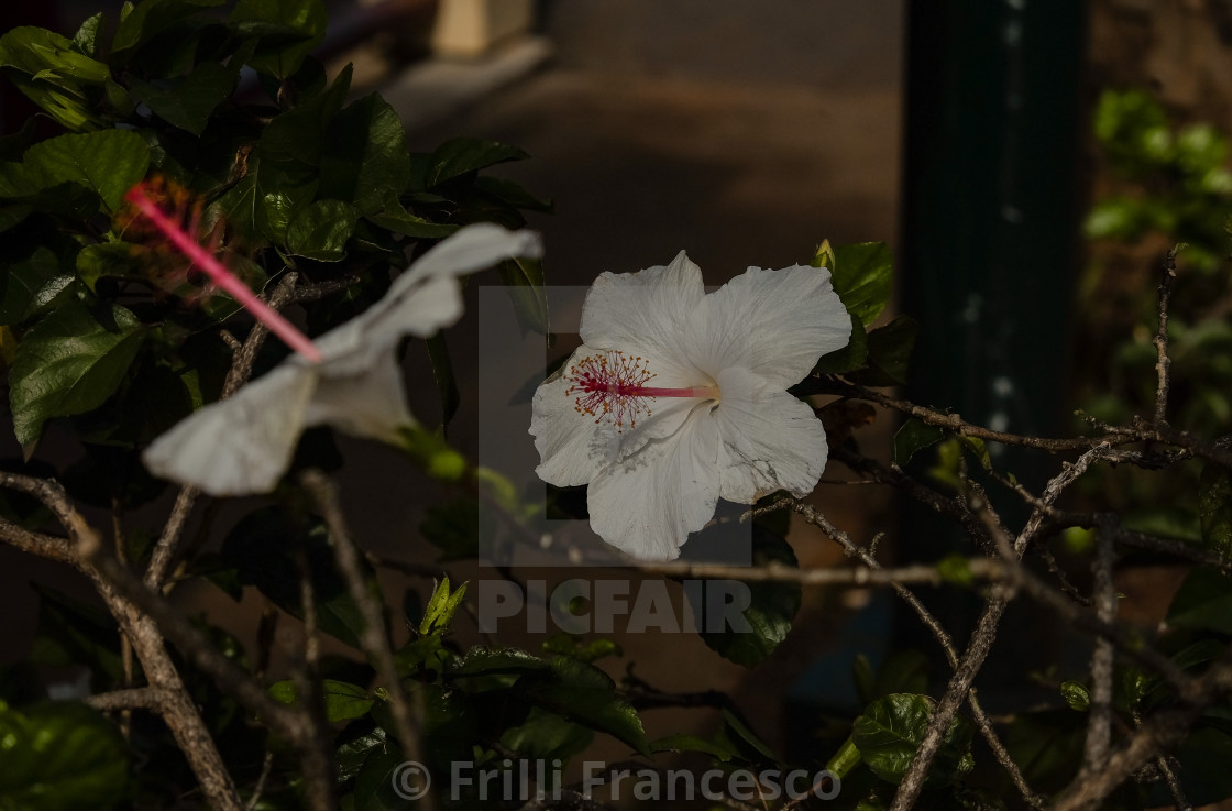 "Hawaiian White flower" stock image