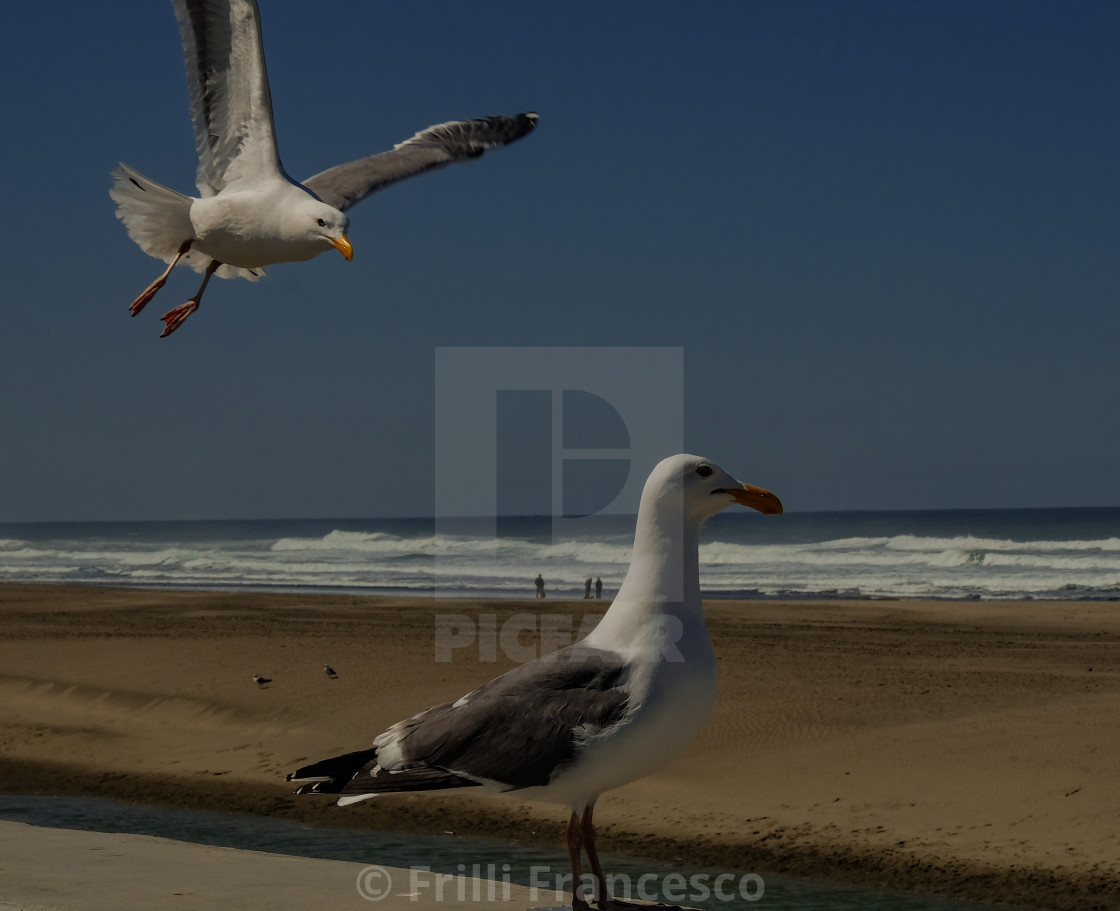 "Seagulls" stock image
