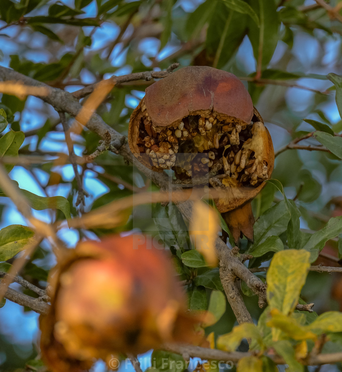 "Pomegranate" stock image