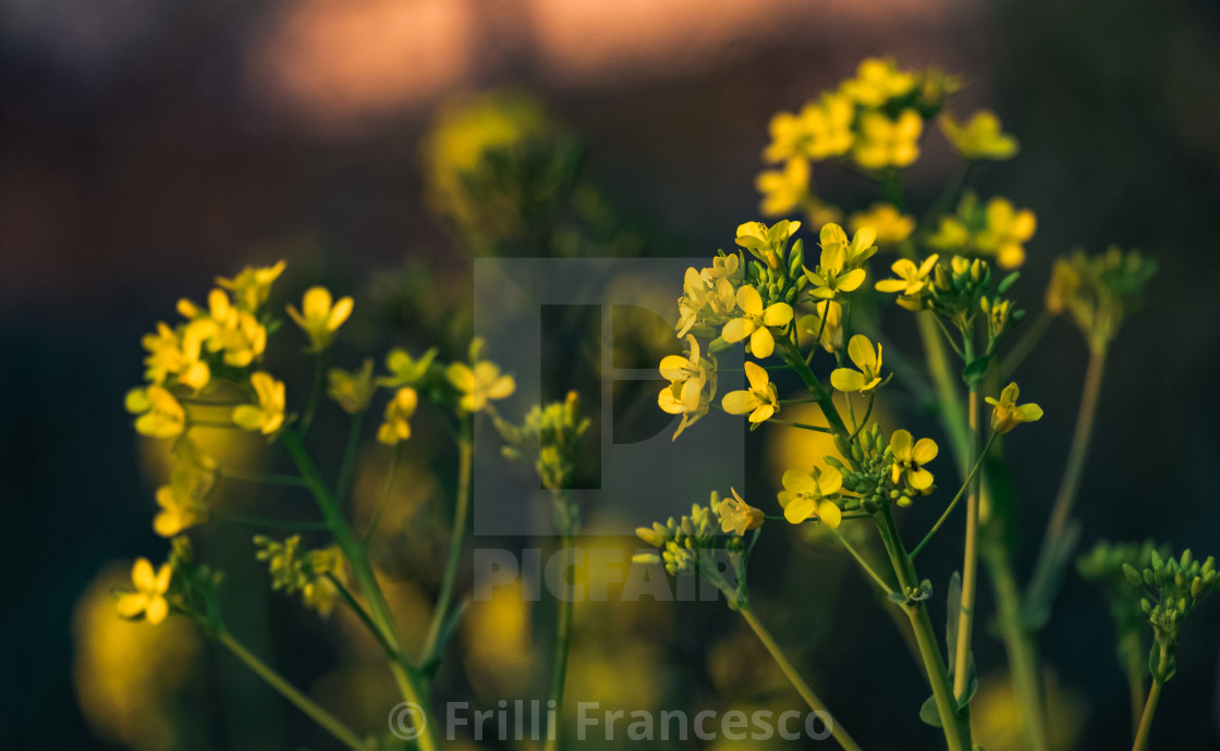 "Cabbage flowers" stock image