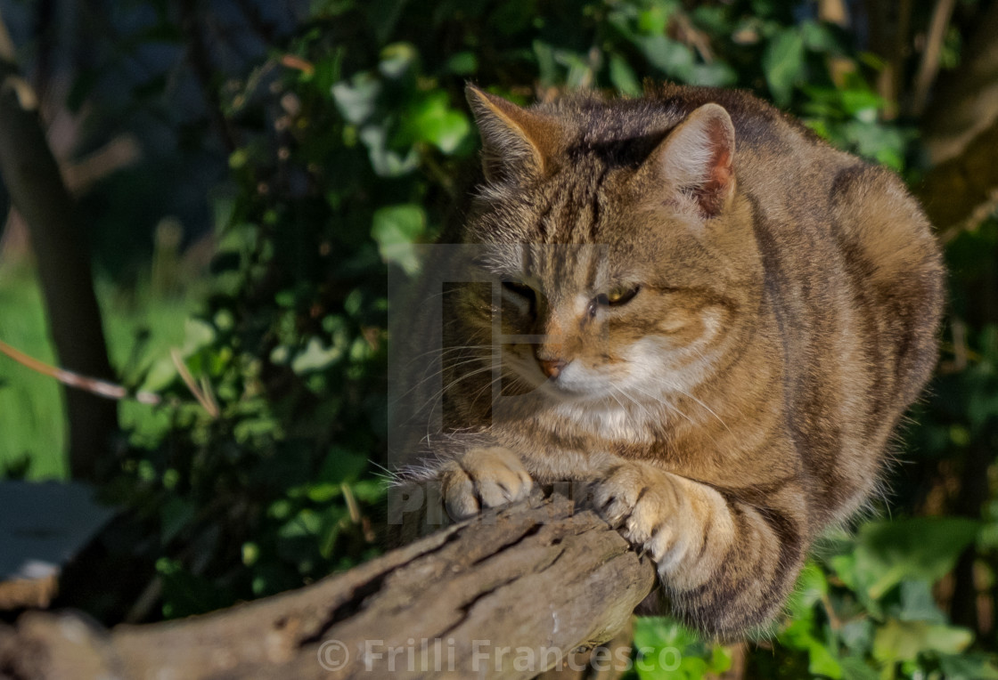 "Cat's balance" stock image