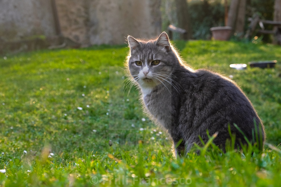 "Grey cat" stock image