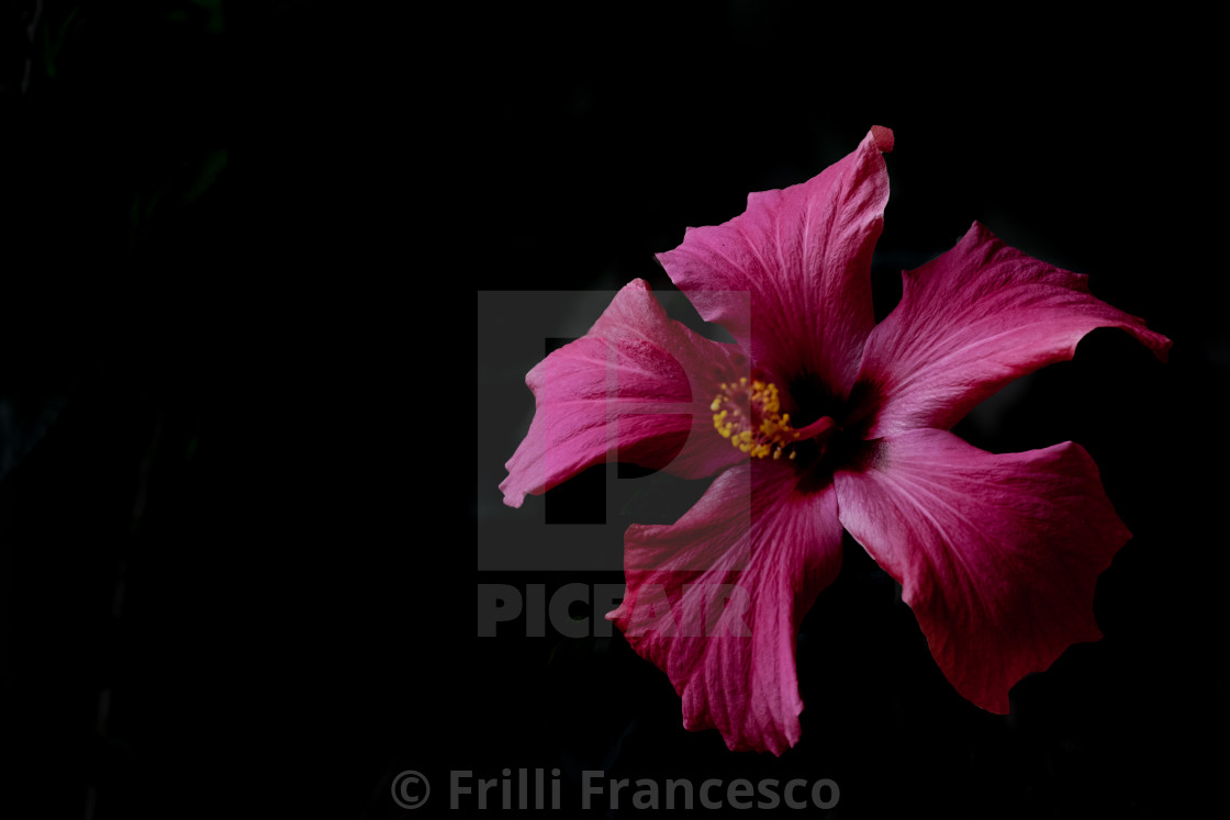 "Hibiscus II" stock image