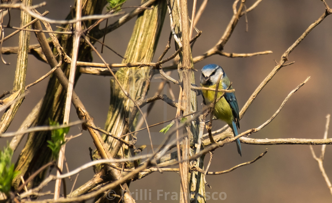 "Blue tit" stock image