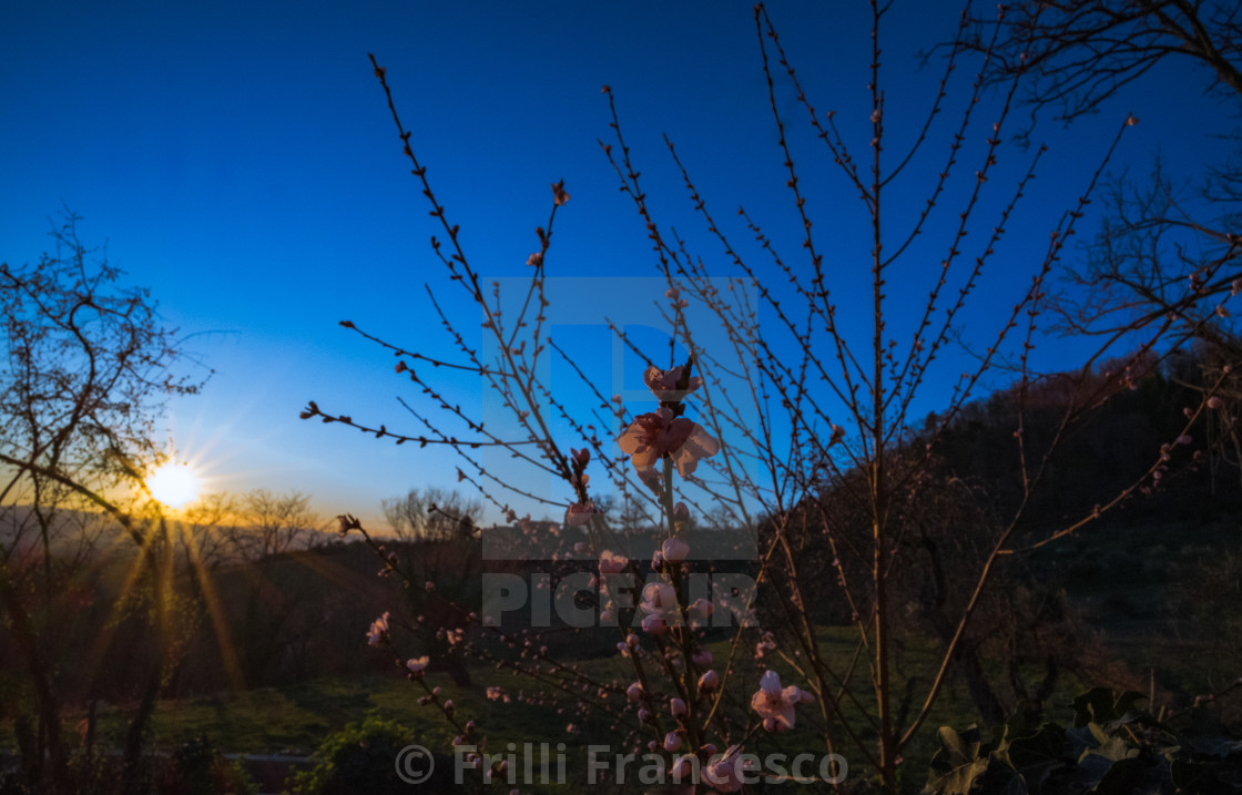 "Sun flares and peach flowers" stock image