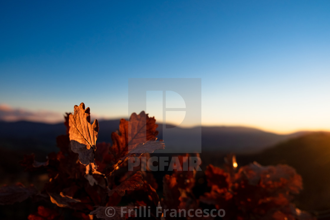 "Autumn leaves and blue sky" stock image