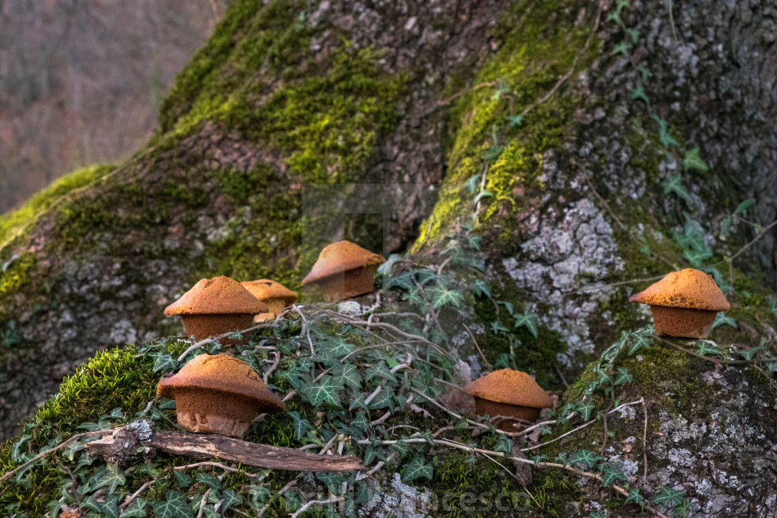 "Sweet mushrooms" stock image