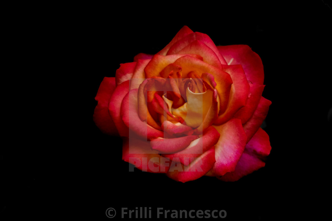 "Red rose" stock image