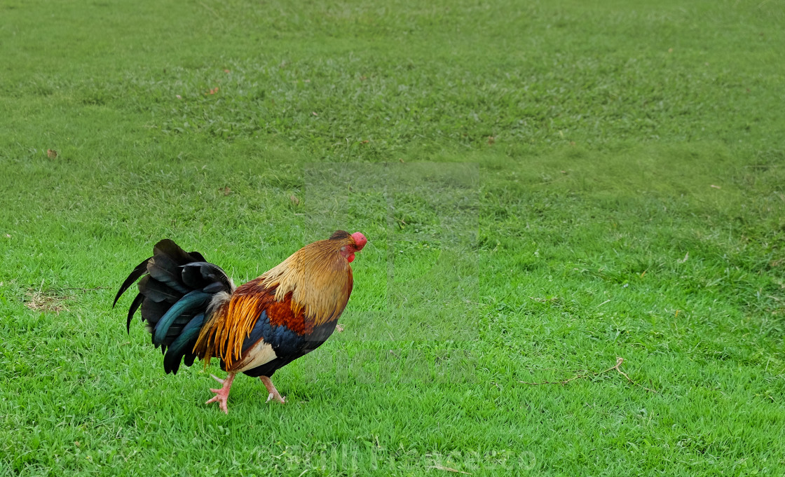 "The rooster" stock image