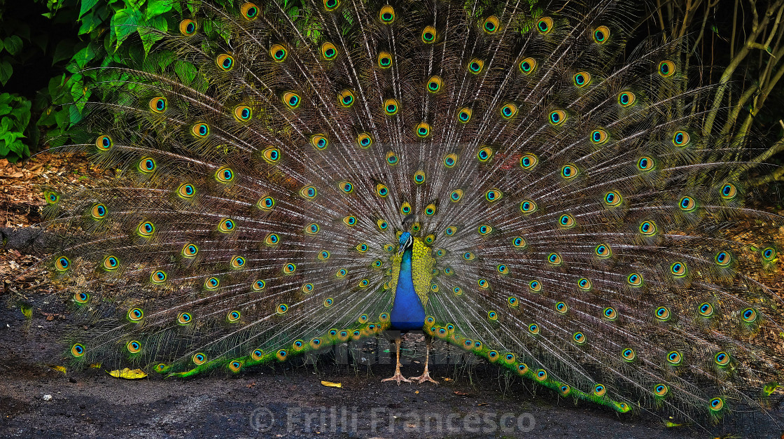 "Peacock wheel" stock image