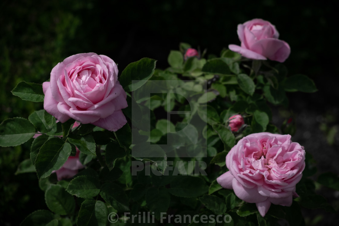 "Pink roses I" stock image