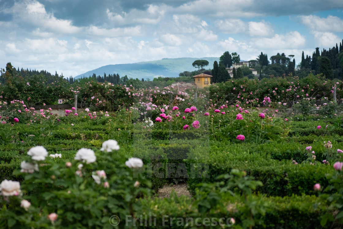 "Roses" stock image