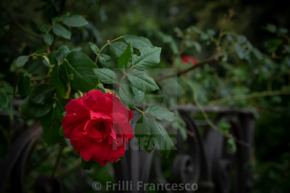 "Red roses III" stock image